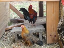 American Game Chicken Breed Information Zepa Farm Club