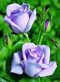 Rose porpora o blu - Domande e Risposte Giardino