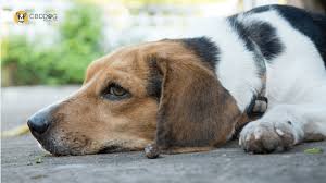 can cbd help ivdd in dogs cbd dog health