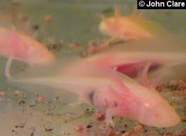 Axolotls Rearing From Egg To Adult