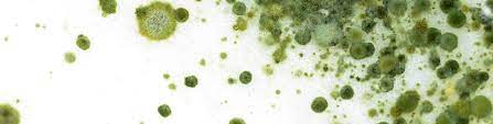 Green Mold Identification Removal And
