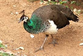 Image result for peahen