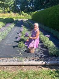 sooke garden club cultivating lavender