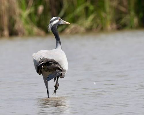 The demoiselle crane is slightly smaller than the common crane but has similar plumage. It has a long white neck stripe and the black on the foreneck extends down over the chest