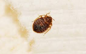 Bed Bugs Pest Control Pestmaster