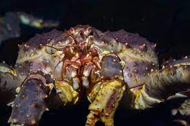 Le crabe royal du Kamtchatka - Oceanopolis