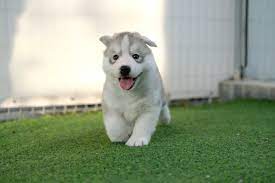teacup husky breed guide everything
