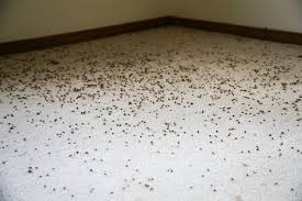 get rid of carpet beetles and larvae
