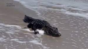 Alligator caught on video in surf at Masonboro Island beach