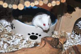 roborovski hamster t