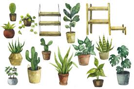 Watercolor House Plants Cacti Png