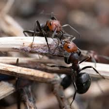 how to get rid of ants in the garden