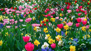 spring flowers wallpapers and
