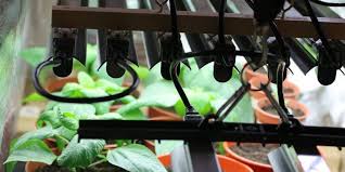 Plant grow lights are a simple way to bring the sunshine indoors and ensure your favorite leafy greens and herbs are getting the proper nutrients they need. What Kind Of Light Do Plants Need All About Indoor Grow Lights The Lightbulb Co Uk