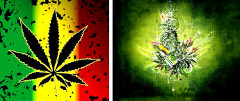 marihuana and weed wallpapers apk