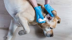 a dog ear infection using home remes