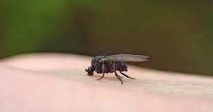 How To Kill And Control Black Flies In