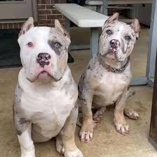 No luck in finding pit bull puppies for sale in maryland from a top bully pitbull breeder like bbk? Xxl Pitbull Puppies For Sale Cheap American Bully Xxl Facebook