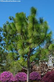 Buy Southern Yellow Long Leaf Pine