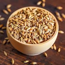 indian organic barley grain for