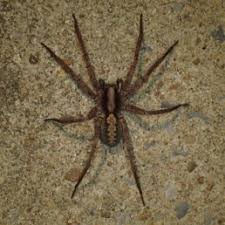 Spiders In Alabama Species Pictures