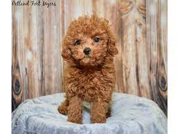 toy poodle dog male red 2599629 petland
