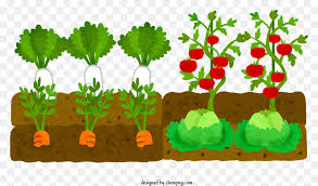 Vibrant Vegetable Garden With Assorted