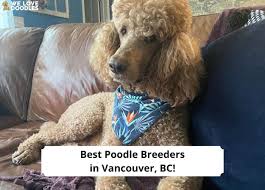4 best poodle breeders in vancouver bc