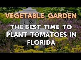 Plant Tomatoes In Florida