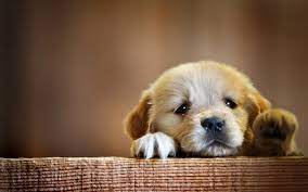 puppy wallpapers 56 images