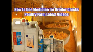 How To Use Medicine For Broiler Chickens Poultry Farm Vaccine Latest Videos