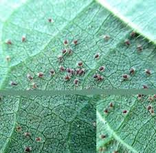 Spider Mites Eating Your Plants