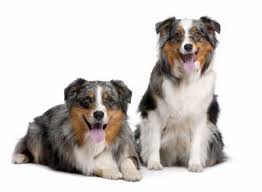 Maybe you would like to learn more about one of these? Dog Breed Australian Shepherd Vetwest Animal Hospitals