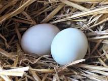 how-many-duck-eggs-equal-a-chicken-egg