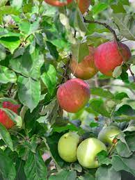 Usually, one fruit variety is much more. Balancing Fruit Salad Tree Fruit How To Thin Fruit On A Fruit Salad Tree