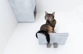 Easy Diy Cat Shelves That You Can Build