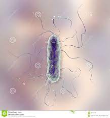 Proteus mirabilis bakteria ilustracji. Ilustracja złożonej z życie -  90817122