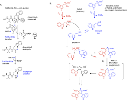 Tailoring enzyme strategies and functional groups in biosynthetic pathways  - Natural Product Reports (RSC Publishing) DOI:10.1039D2NP00048B