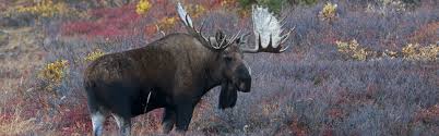Adventure outfitters alaska offers the most affordable moose hunting trips possible! Self Guided Moose Hunts Alaska Diy Moose Hunts Anchorage Alaska