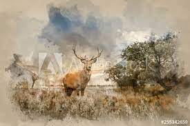 powerful red deer stag in countryside