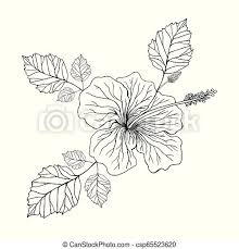 The genus hibiscus comprises plants also commonly called hibiscus and less widely known as rosemallow. Flower Hibiscus Coloring Page Isolated Pattern Decorative Element Of The Exotic Flower Vector Hand Drawing Doodle Tropic Canstock