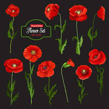 Poppy Flower Icon Of Red Wildflower And