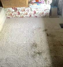 kent carpet cleaning power pup clean