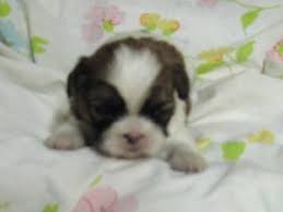 If your looking for the cutest puppies with pawsonality, you've come to the right place. Shih Tzu Puppies In Oklahoma