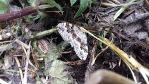 silver ground carpet moth erfly