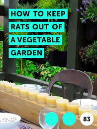 Rats Out Of A Vegetable Garden