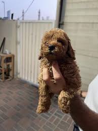 toy poodle puppies the good shepherd