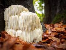 what-does-lions-mane-do-to-the-brain