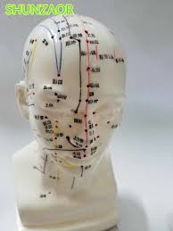 Meridian Model Human Acupuncture Point Human Head