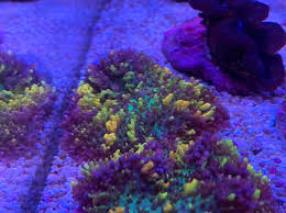 magic carpet fire shroom reef central
